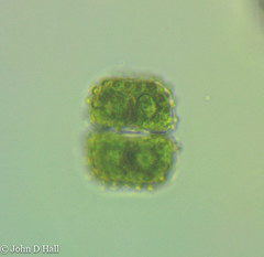 Cosmarium entochondrum