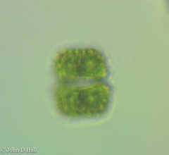 Cosmarium entochondrum