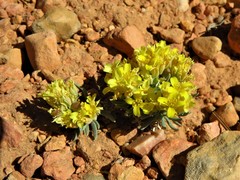 Physaria chambersii