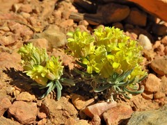 Physaria chambersii