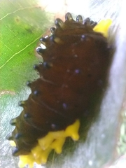 Gynautocera rubriscutellata