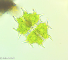 Xanthidium cristatum