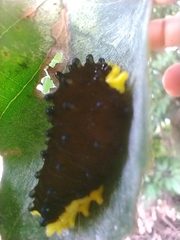 Gynautocera rubriscutellata