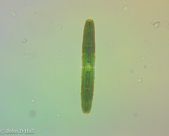 Penium margaritaceum