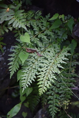 Asplenium praemorsum