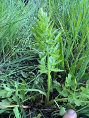 Perideridia howellii