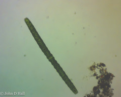 Pleurotaenium annulare