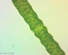 Pleurotaenium annulare