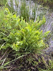 Perideridia howellii