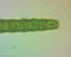 Pleurotaenium annulare