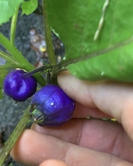 Lobelia physaloides