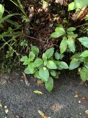 Lobelia physaloides