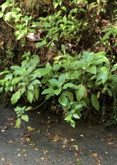 Lobelia physaloides