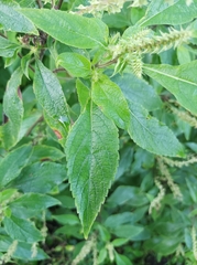 Ocimum gratissimum