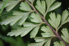 Asplenium praemorsum