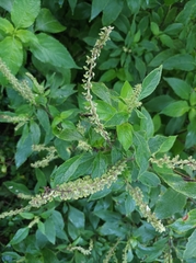 Ocimum gratissimum