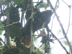 Anabacerthia striaticollis