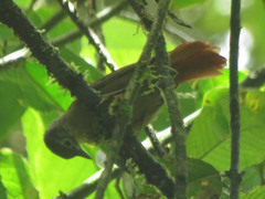 Anabacerthia striaticollis