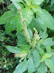 Ocimum gratissimum