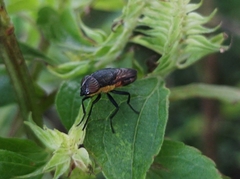Stomorhina xanthogaster