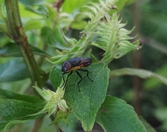 Stomorhina xanthogaster