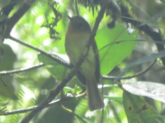 Leptopogon rufipectus