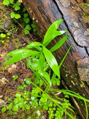 Epipactis gigantea