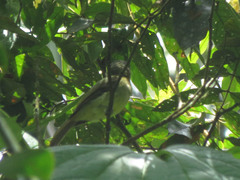 Leptopogon rufipectus