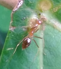 Anoplolepis gracilipes