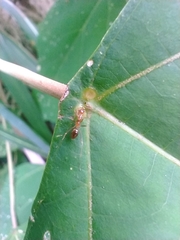 Anoplolepis gracilipes