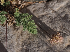 Cymopterus aboriginum