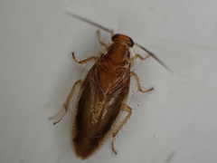 Chorisoneura texensis