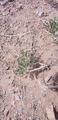 Anabasis brevifolia