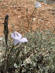Calochortus invenustus
