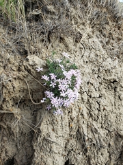 Phlox alyssifolia