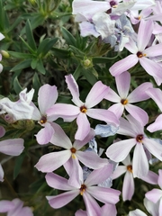 Phlox alyssifolia