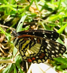 Chlosyne marina
