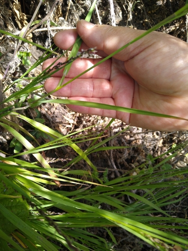 Image of Torrey's Melicgrass (Melica torreyana) by no rights reserved