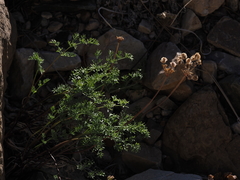 Cymopterus aboriginum