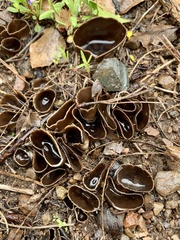 Dissingia leucomelaena