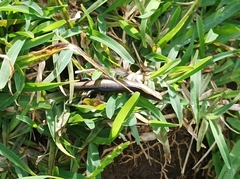 Caledoniscincus atropunctatus