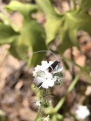 Adela singulella
