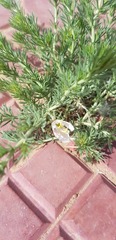 Peganum nigellastrum