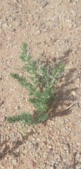 Peganum nigellastrum
