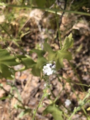 Adela singulella