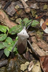 Acanthocephala alata image
