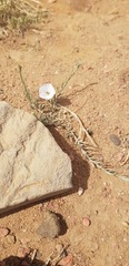 Convolvulus ammannii