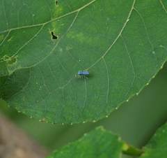 Phintella bifurcilinea