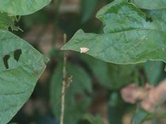 Adoxophyes privatana