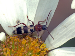 Chlorophorus trifasciatus